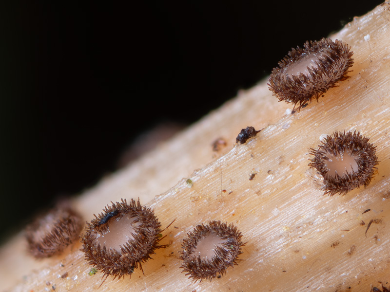 Trichopezizella nidulus Trichopezizella nidulus